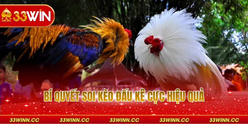 Bí quyết soi kèo đấu kê cực hiệu quả